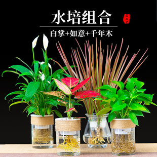 水培绿植物发财树白掌春羽绿萝水养金钱树千年木室内盆景小盆栽