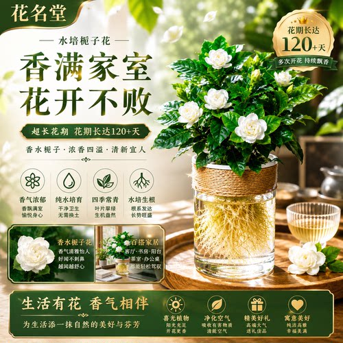 花名堂水培植物栀子花办公室