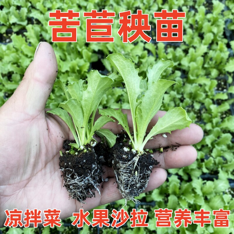 苦苣苗种苗蔬菜苗营养丰富阳台盆栽菜苗生菜红萝卜玉米苗茼蒿苗