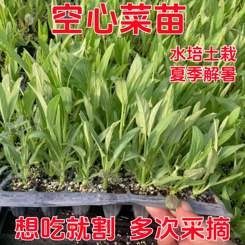 三叉空心菜苗秧苗四季阳台盆栽蔬菜苗苋菜木耳菜种苗胡萝卜种苗