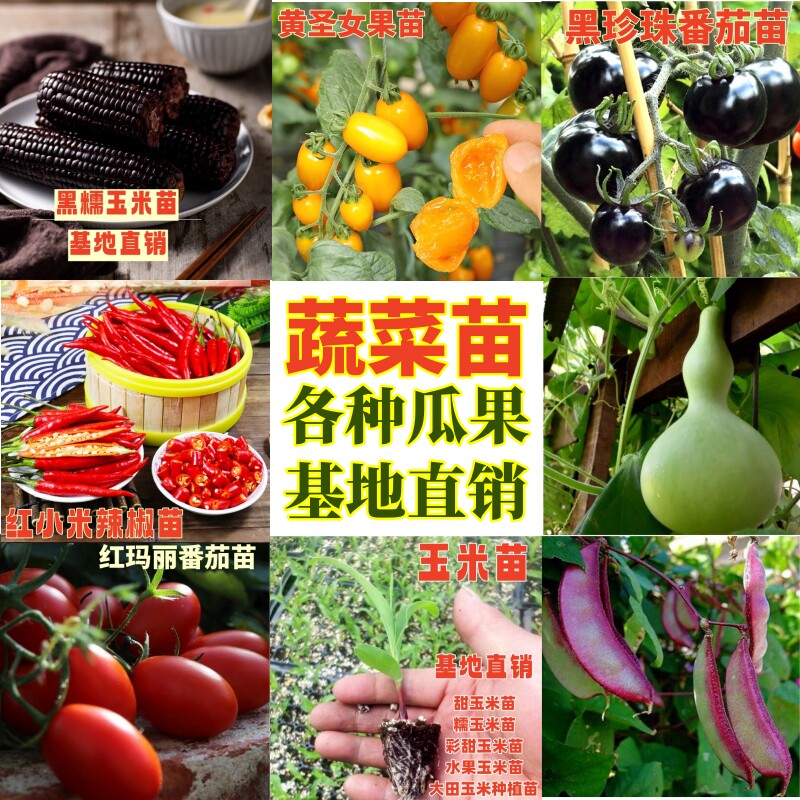 蔬菜苗幼苗四季菜苗空心菜生菜辣椒黄瓜西红柿茄子苦瓜秋葵西瓜苗
