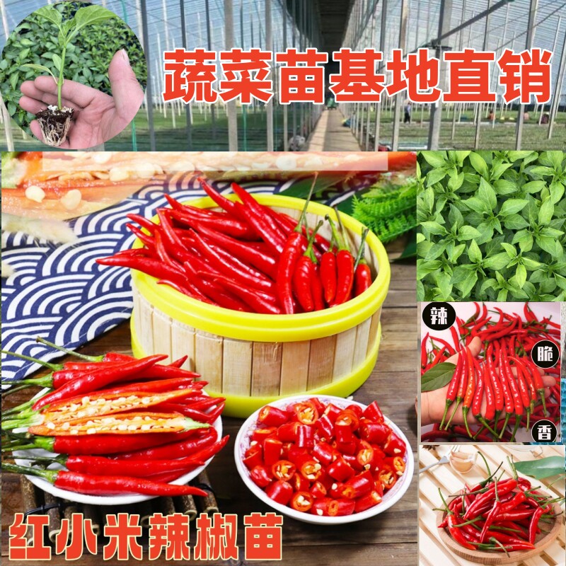 蔬菜苗秧苗辣椒苗幼苗黄瓜茄子苗小番茄西红柿圣女果盆栽四季西瓜