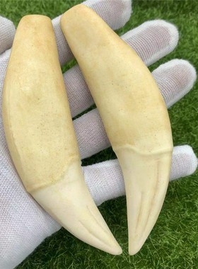 仿虎牙仿狼狗牙吊坠12cm一对文玩收藏品重138g加工流行饰品工艺品
