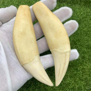 仿虎牙仿狼狗牙吊坠12cm一对文玩收藏品重138g加工流行饰品工艺品