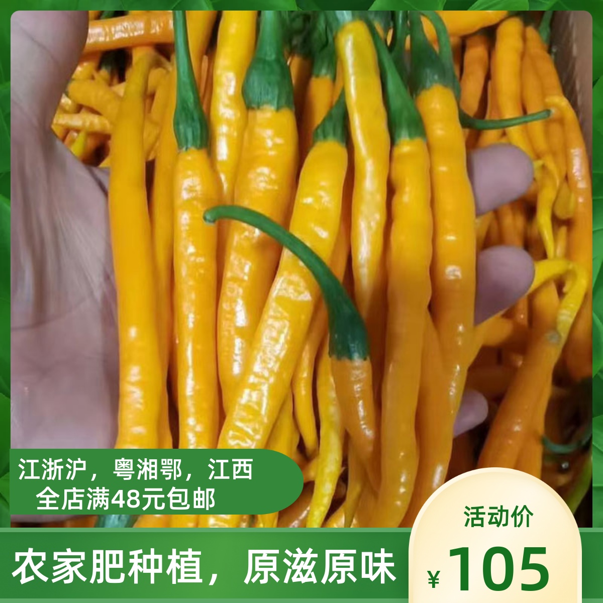 黄贡椒黄辣子 湖南特色可烹饪黄剁椒酱黄辣椒3斤包邮