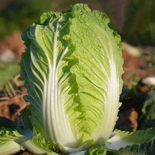 湖南新鲜叶子菜时令蔬菜大白菜 黄心白菜 下过雪打过霜的白菜