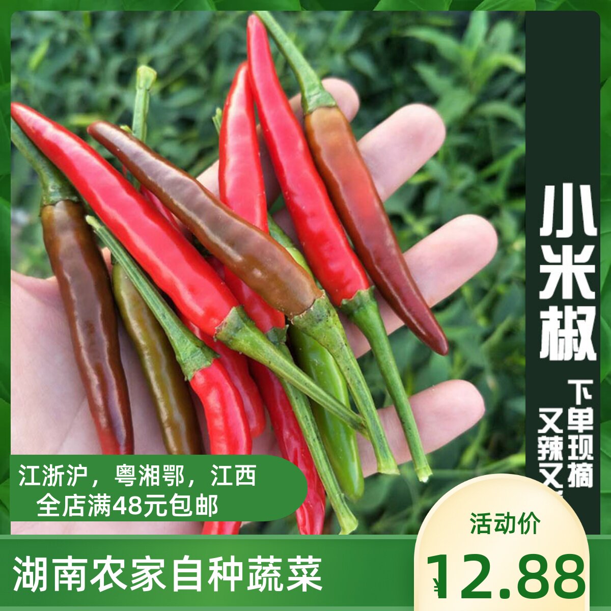 湖南小米椒,小米椒_大山谷图库