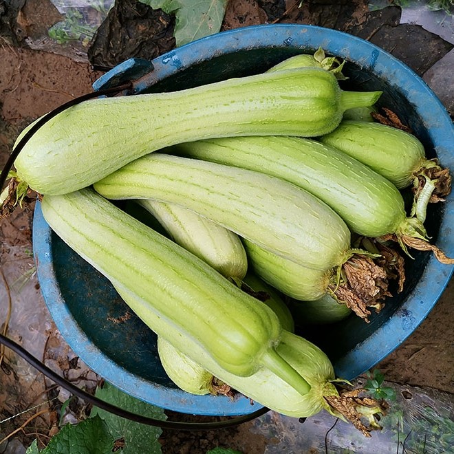 新鲜白皮丝瓜湖南时令现摘蔬菜 肉白矮胖短丝瓜 汤白味甜