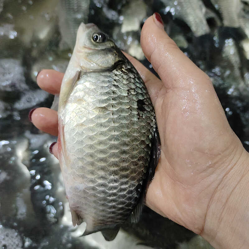 汤白鲜美湖南孕妇煲汤整条