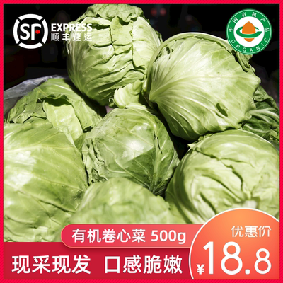 绿源禾心 有机甘蓝菜 包菜 卷心菜 大头菜新鲜蔬菜 约500g