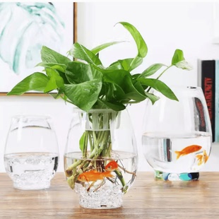 玻璃水培植物花瓶桌面小鱼缸大号透明水培器皿花瓶水培恐龙蛋绿萝