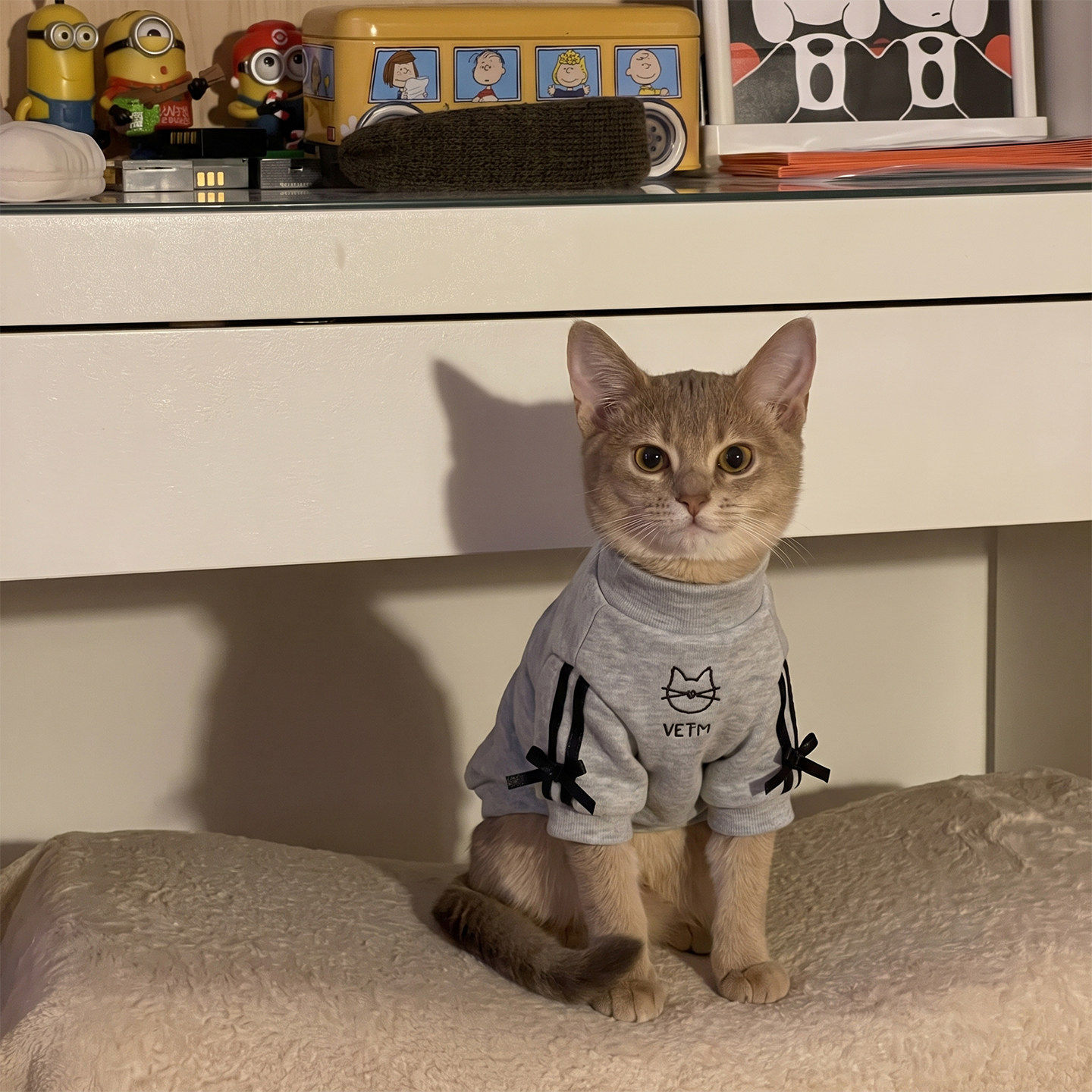 猫咪衣服德文阿比西尼亚猫衣服秋冬装防掉毛2026新款宠物两脚衣
