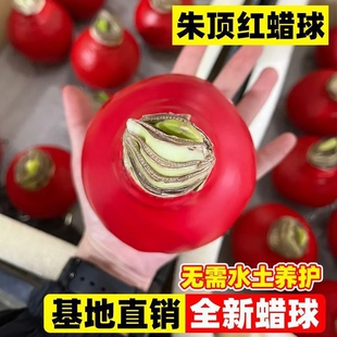 朱顶红蜡球礼盒好运封冬礼品开花年宵花卉封蜡朱顶红送礼植物蜡球