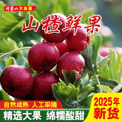 沂蒙山楂鲜果大金星山楂果新鲜大果冰糖葫芦山楂汁2025年新货山楂