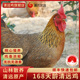清远鸡官方旗舰店广东清远山林散养足龄168天无抗清远鸡1000g 1只