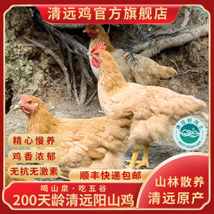 清远鸡官方旗舰店阳山金凤山林散养200天阳山鸡整只1000g/只