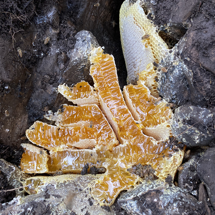 神农架蜂巢蜜嚼着吃纯正天然老巢蜜百花土蜂蜜新岩蜜老蜂巢非养殖