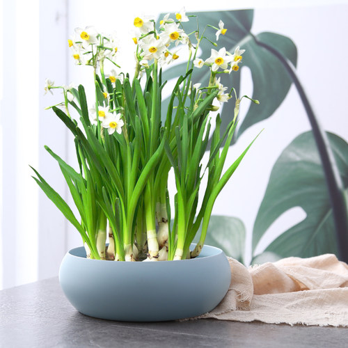 水仙紫色价格 水仙紫色图片 星期三 水仙紫色价格 水仙紫色图片 星期三