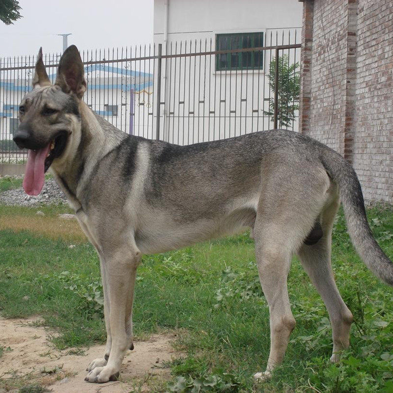 大型看家护院犬,小型看家护院犬,大型最佳看家护院犬_大山谷图库