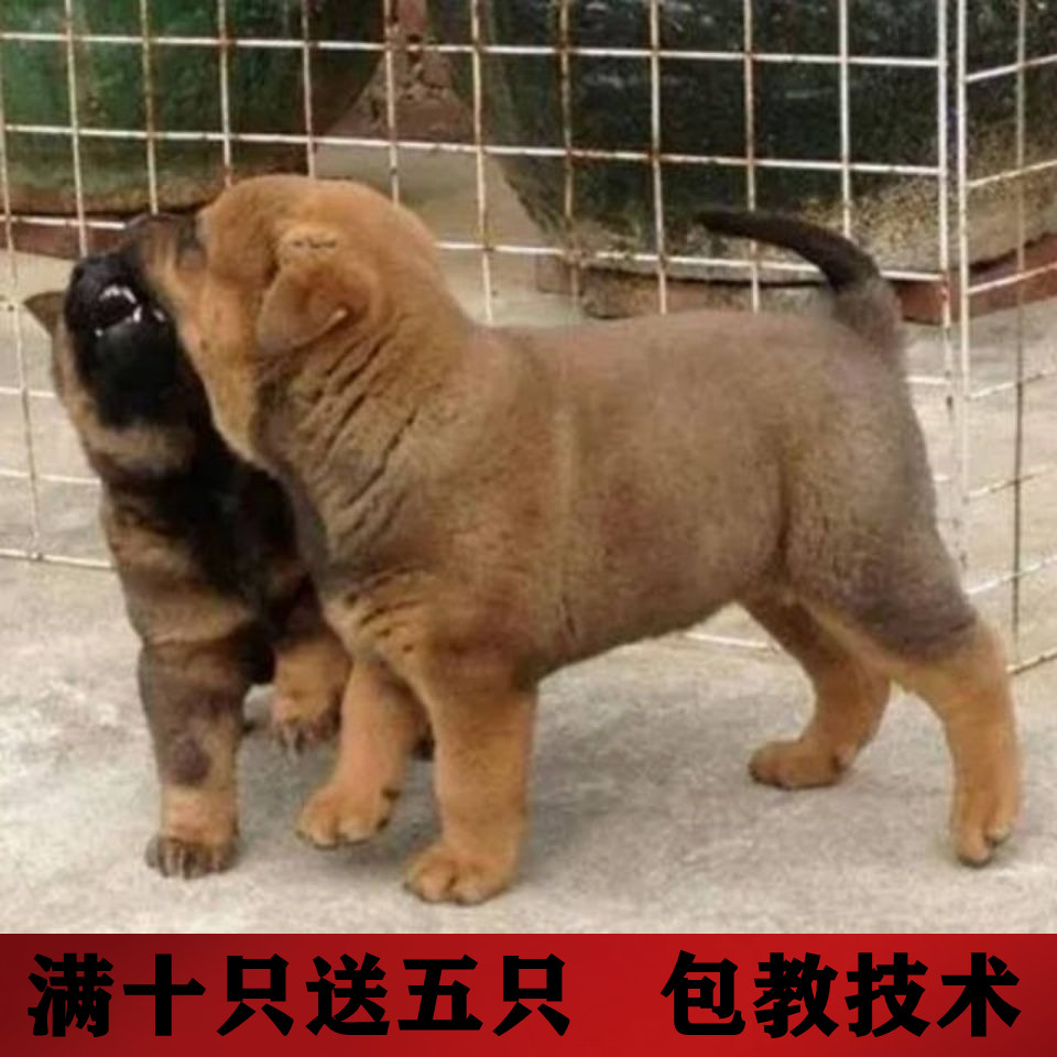 肉狗苗幼犬改良肉狗大型土狗苗杂交食用肉食狗出售小狗苗幼犬养殖