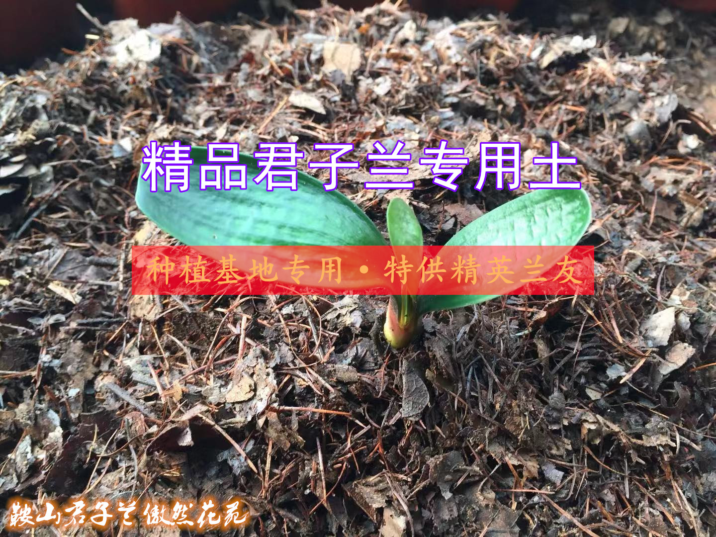 精品君子兰专用土腐叶土有机营养土橡树叶腐熟树叶松针东北营养土