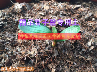 精品君子兰专用土腐叶土有机营养土橡树叶腐熟树叶松针东北营养土