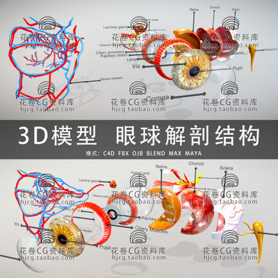 H330-C4D/MAYA/3DMAX三维模型 医学人体眼球解剖结构 3D模型素材