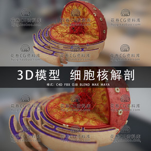 C4D/MAYA/3DMAX三维模型 医学细胞核解剖 3D模型素材