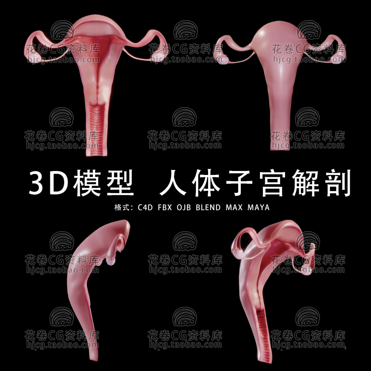 C4D/MAYA/3DMAX三维素材 医学人体子宫解剖 3D模型素材