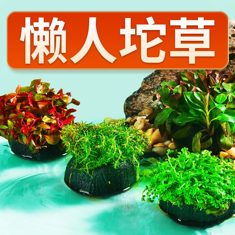 坨草套餐植物组合鱼缸水草水罗兰无需底沙造景懒人阴性绿菊增氧