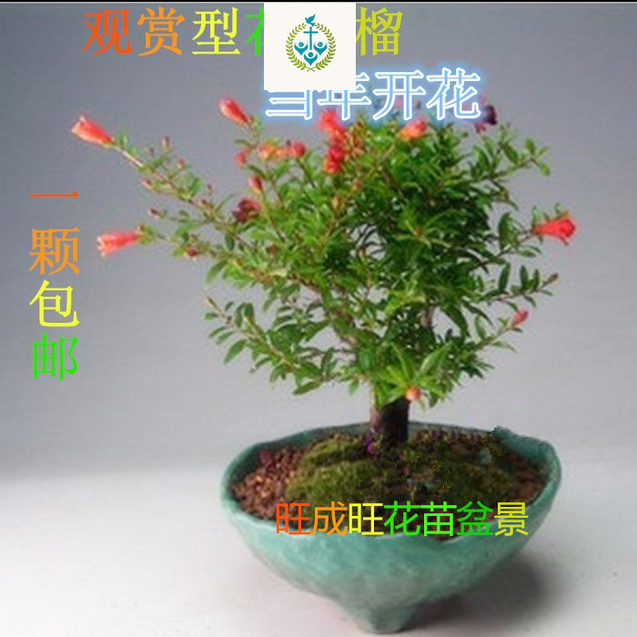 翠叶新款夏季盆栽果树花卉盆景庭院阳台花草树苗绿植植物办公室