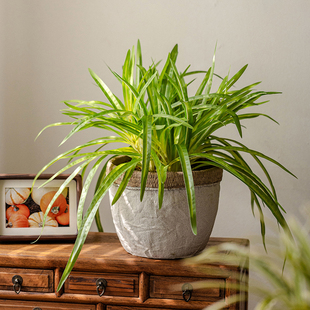 仿真绿植吊兰盆栽客厅仿生植物壁挂装饰垂吊假花室内藤条花艺摆件