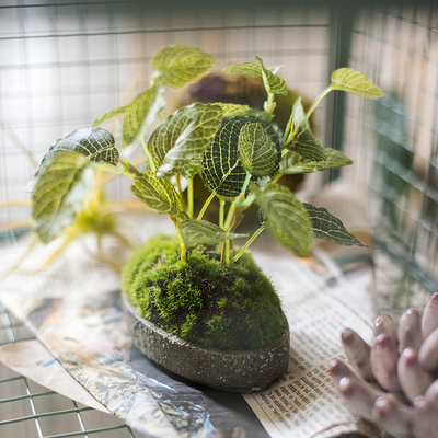 掬涵龟背叶网纹草彷真绿色植物盆景摆件装饰桌面氧气植物永生长青