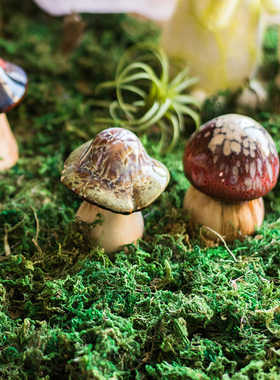 掬涵zakka森系青苔盆景铺垫干花