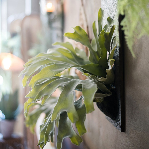 掬涵绿色仿真装饰画大型鹿角蕨草