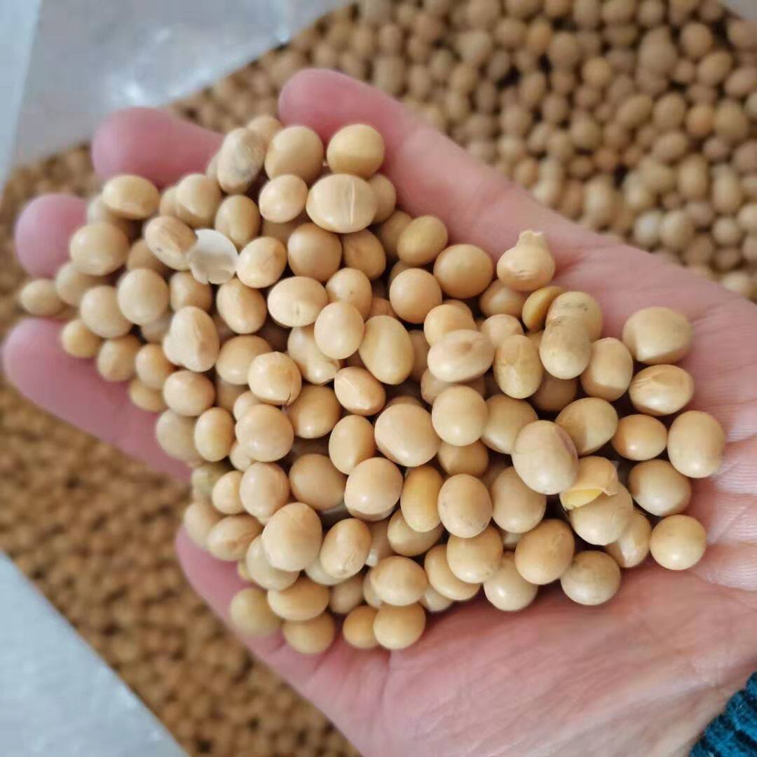 湖北天门特产本地黄豆非转基因农家自种打豆浆发豆芽小黄豆2500g