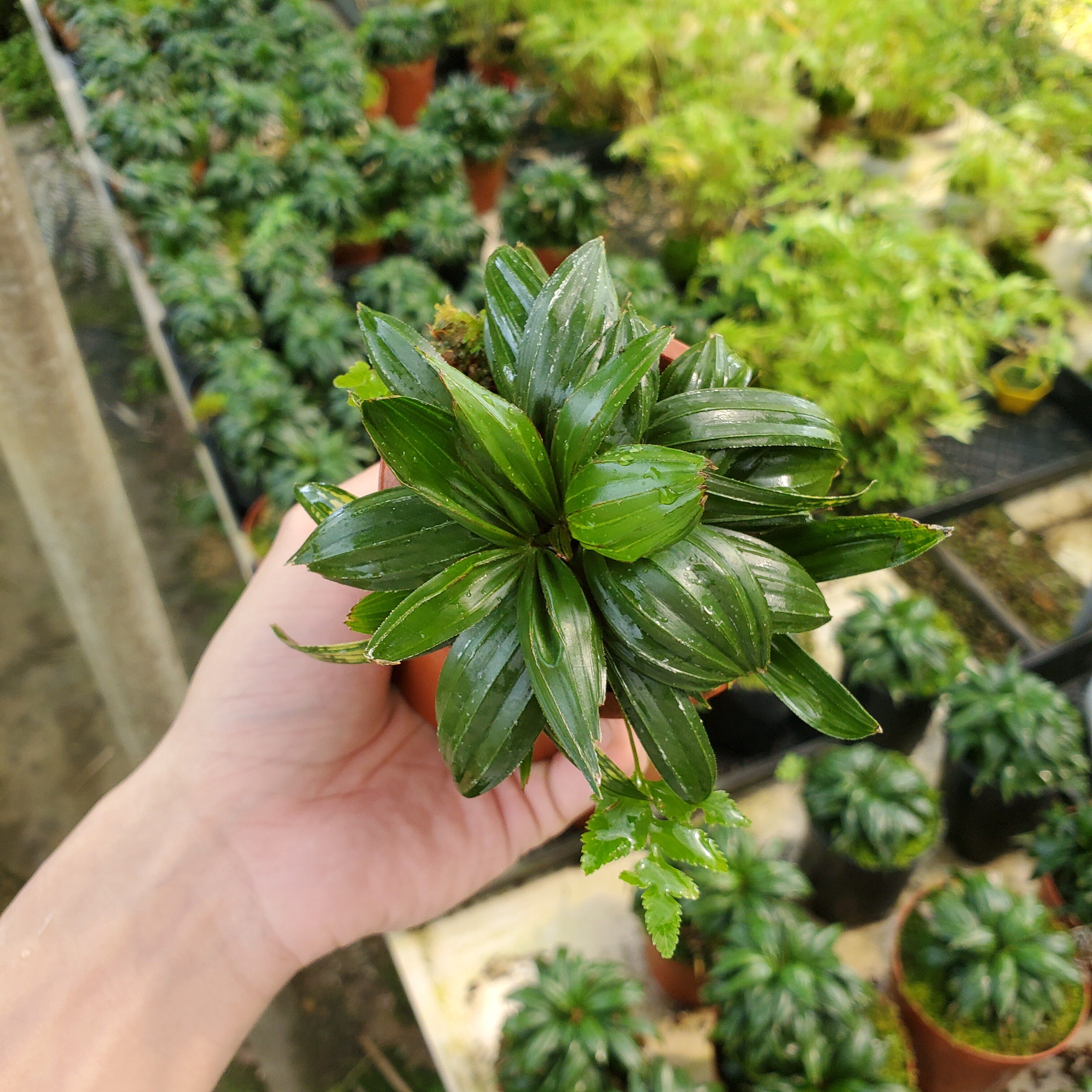 达摩棕竹 袖珍型品种耐阴耐湿四季常青矮小优美室内观叶植物