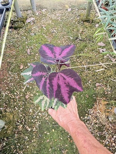 彩叶西番莲鸭掌西番莲雨林植物攀爬植物垂吊植物