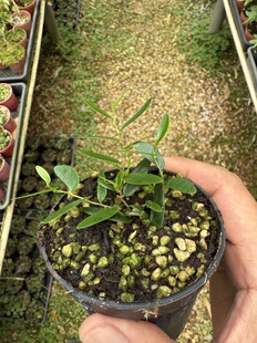 刀叶薜荔雨林植物