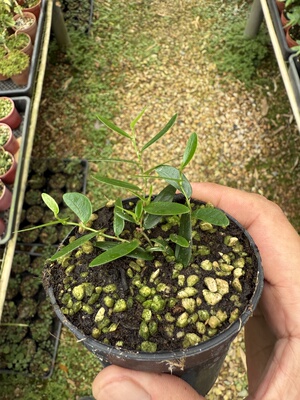 刀叶薜荔雨林植物