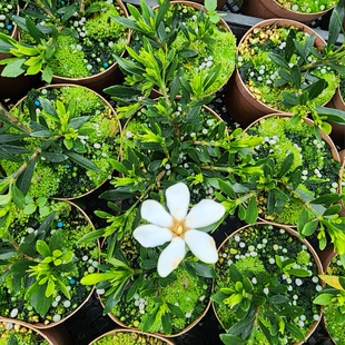 米叶雀舌,华系栀子花品种,多季开花,小型栀子花