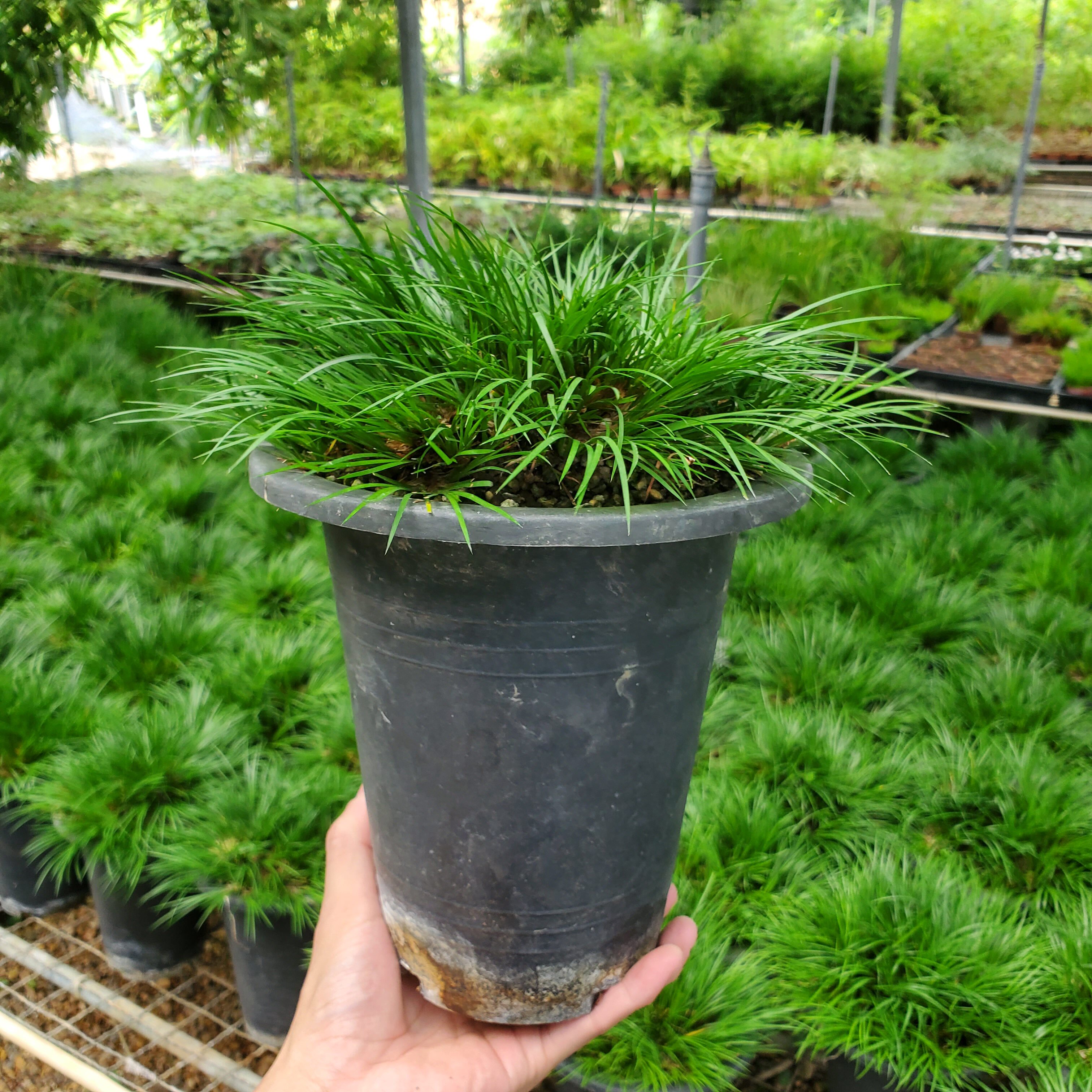 虎须菖蒲 八周年老桩微型盆景金钱黄金姬拂手留香迷你盆绿植蒲草