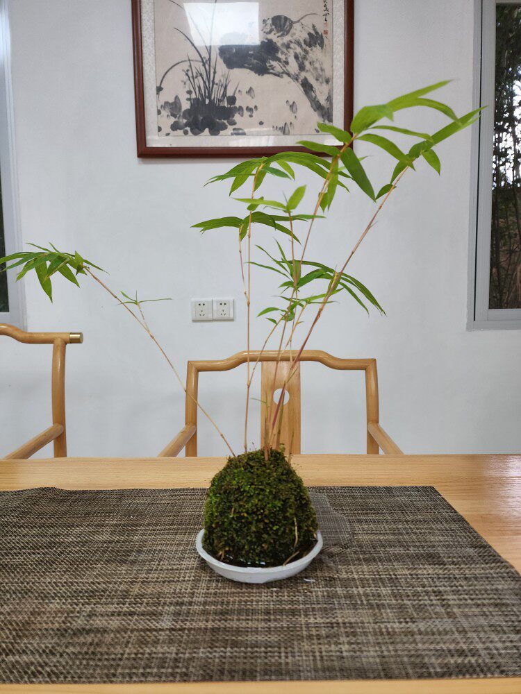 苔玉红观音竹室内水培流行风懒人植物苔藓球桌面盆栽茶几精致竹宠