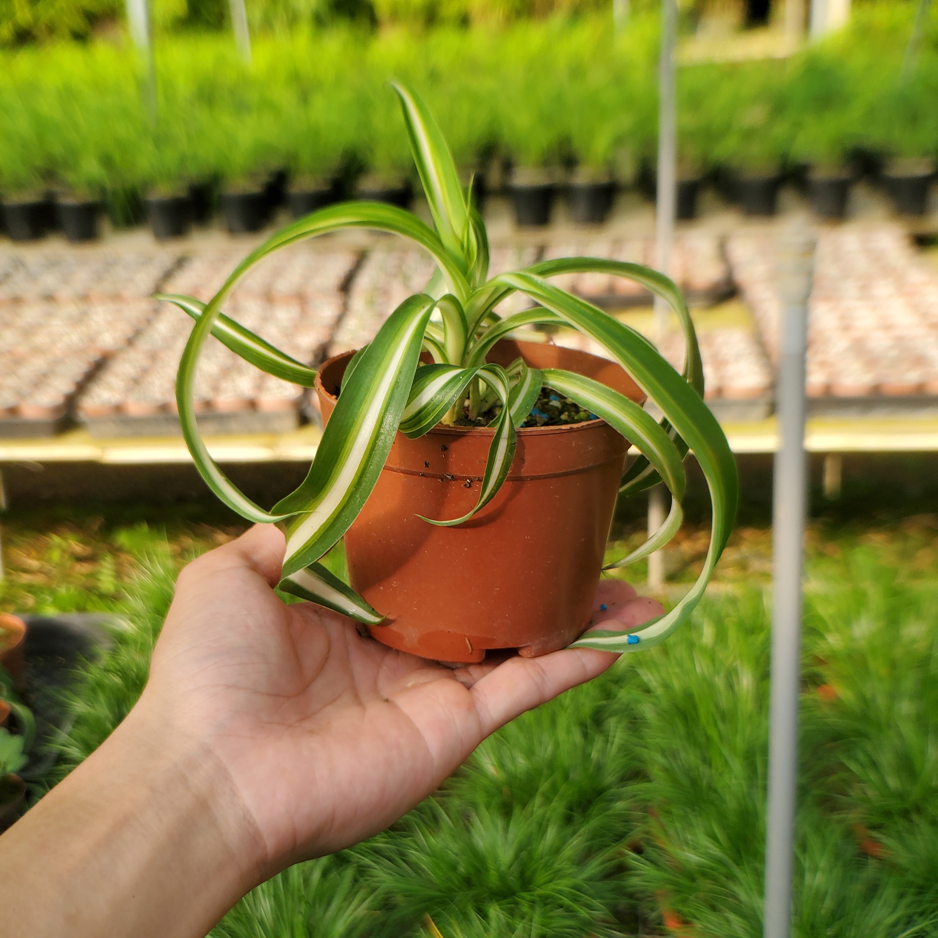 金心卷叶吊兰法国女郎吊兰微型