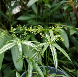 姬旱伞草 花叶旱伞草带叶艺 适合做水陆缸可土培可水培日本山野草