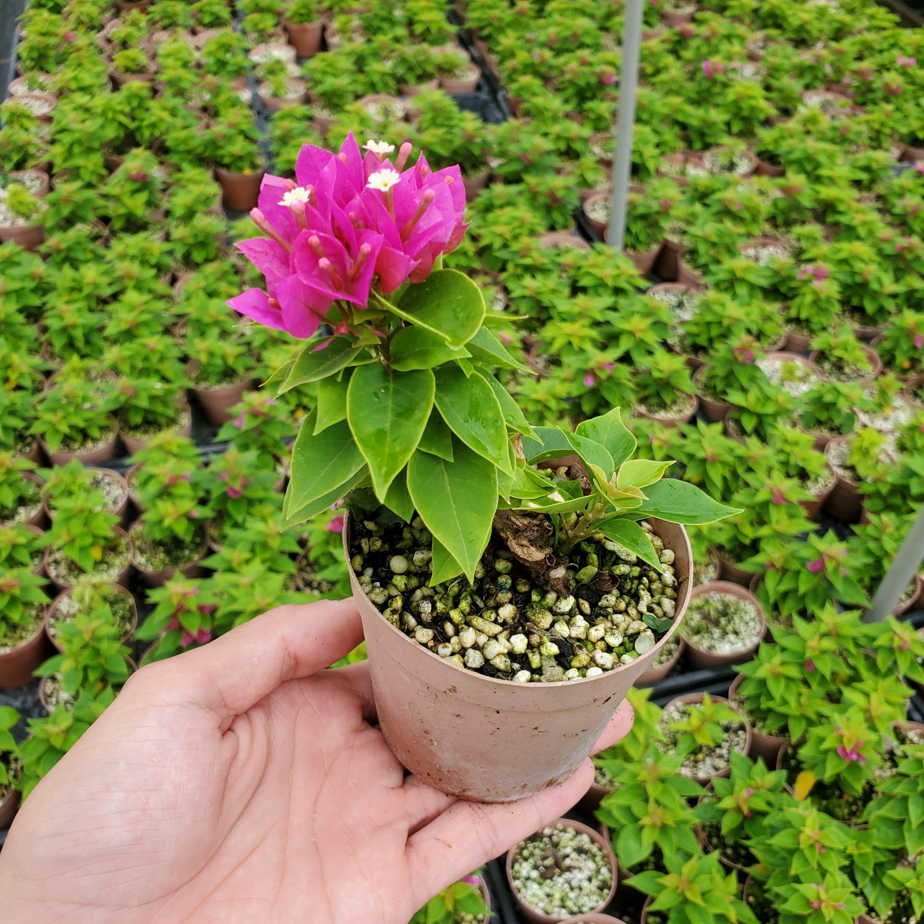 八房性三角梅微小型叶性山野草