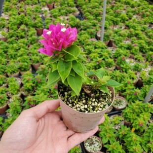 八房性三角梅 小叶性三角梅品种微小型山野草盆栽阳台 基地直销