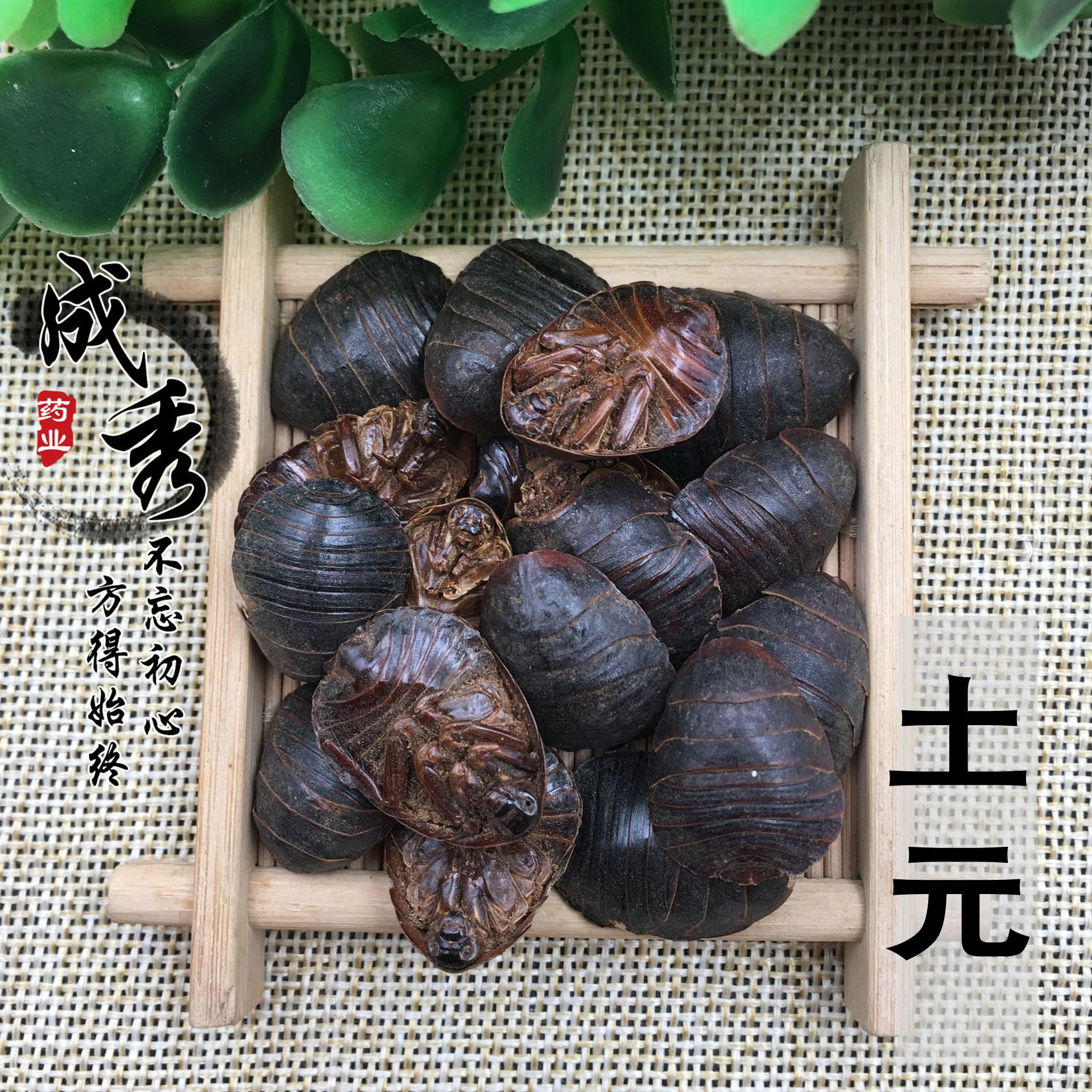 中药材土鳖虫土元 干土鳖虫接骨正品500克 别名:地鳖虫 土元 蟅