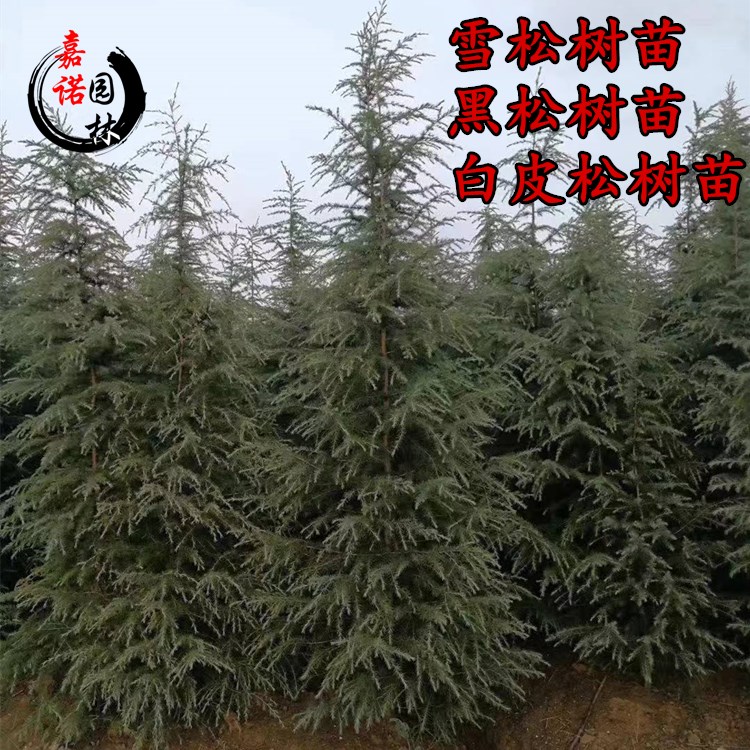 北方雪松树苗雪松小苗松树绿化树苗北方种植雪松树苗