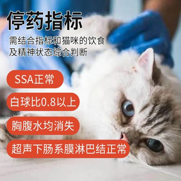 猫传腹喵咪特针剂干性湿性消腹水fipv抑制剂片剂口服传染性腹膜炎